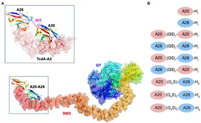 Structure-guided design of a potent Clostridioides difficile toxin A inhibitor